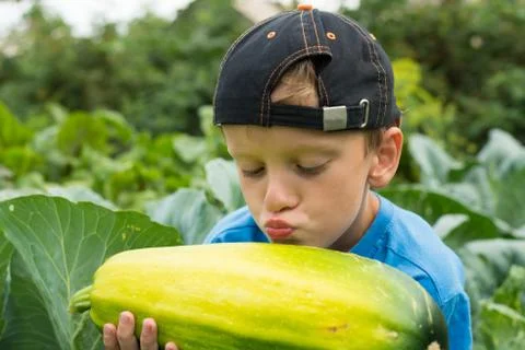Boy pumpkin in the hands Stock Photos