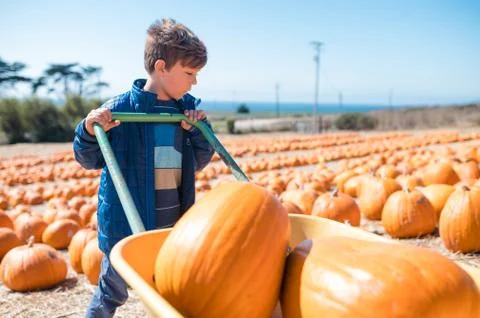 Boy pushing wagon full of pumpkins in pumpkin patch near coast Fotos de archivo