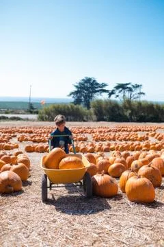 Boy pushing wheel barrow with two pumpkins through pumpkin patch Fotos de archivo