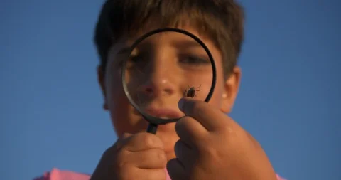 The boy raises a grasshopper through a magnifying glass and smiles Stock Footage 92006861