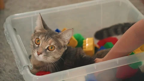 Boy reaches for vibrant blocks. Young boy interacts softly with furry feline Stock Footage 331949369