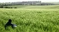 A boy reading in a field of wheat HD Footage