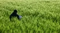 A boy reading in a field of wheat HD Footage