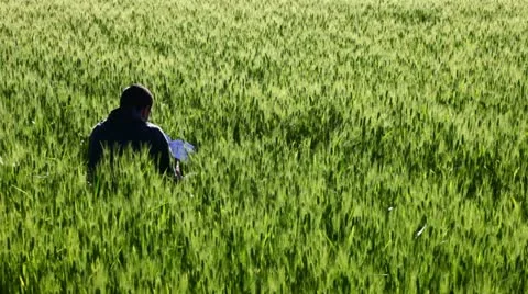 A boy reading in a field of wheat Stock Footage 11117049