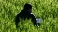 A boy reading in a field of wheat HD Footage