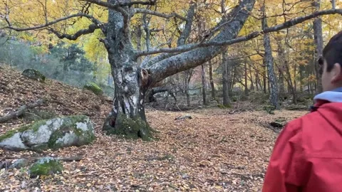 Boy in red coat walking in the field towards a big tree in autumn Stock Footage 148786626
