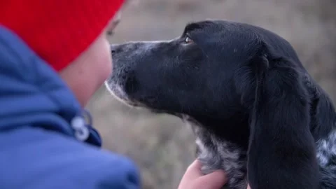 A boy in a red hat and blue jacket pets a Russian spaniel dog. True friendship 스톡 동영상 277419699