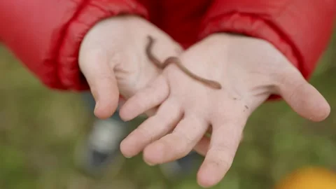 A boy in a red jacket holds a worm that slithers around in his hands.  The Stock Footage 219923965