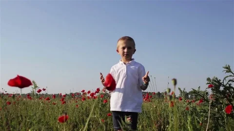 Boy in red poppies Video stock 82615763