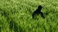 A boy relaxing in a field of wheat HD Footage