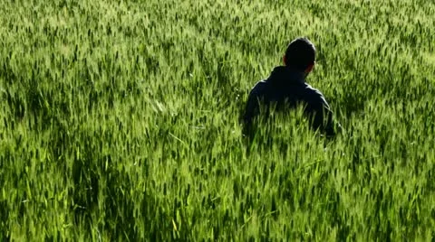 A boy relaxing in a field of wheat Stock Footage 11115651