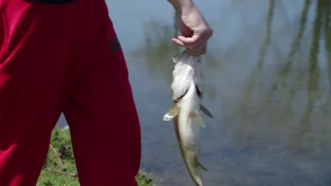 Boy releasing the fish he caught back into the water. 4k60p. Video stock 130758103