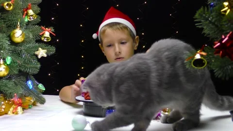 A boy removes decorations from the surface, a cat approaches him Stock Footage 253302349