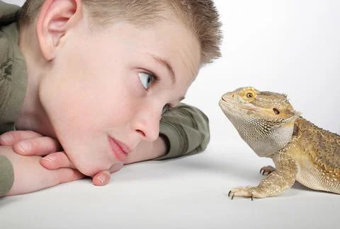 Boy with reptile Stock Photos