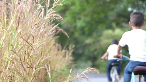 Boy ride bicycle in park Stock Footage 70307013