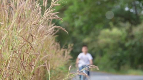 Boy ride bicycle in park Stock-Footage 70307084