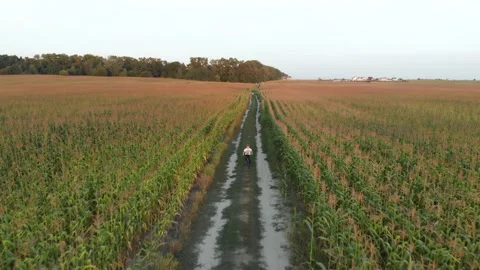 A boy rides bicycle in the field Stock Footage 168497877