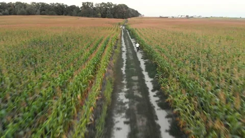 Boy rides a bicycle through a field Stock Footage 168497941