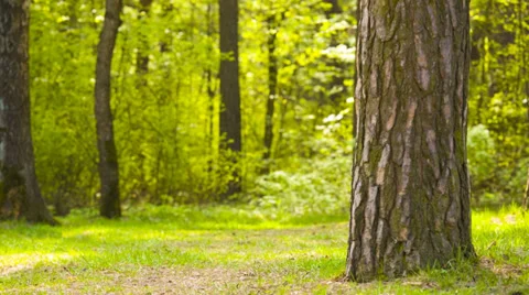 Boy  riding a bicycle 스톡 동영상 37723089