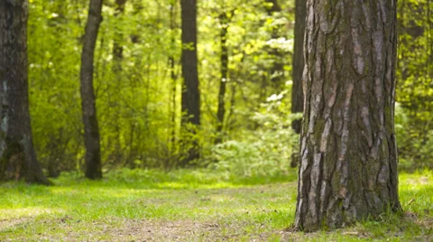Boy riding a bicycle Stock Footage 37723169