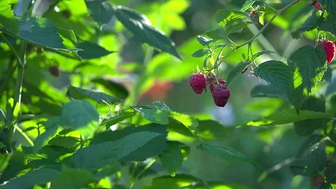 Boy rips raspberries Stock Footage 114031384