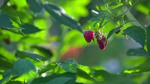 Boy rips raspberries Stock Footage 114031508