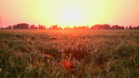 Boy run in the field at sunset. Stock Footage 89783903