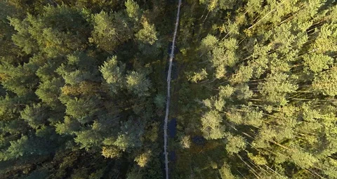 Boy Run Throung Forest - Aerial Footage Stock Footage 90089448