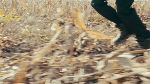 Boy running among the field, boy runs to the sun on the yellow corn. Close up Stock Footage 56803775