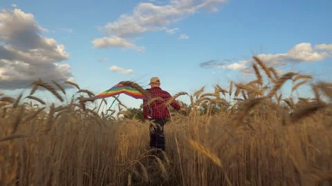 Boy running with a kite, child playing in wheat field, sunset sky with clouds Stock Footage 315533025