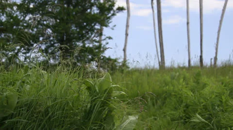 Boy running off to play in grassy field. HD 1080p 24fps. Stock Footage 22761448