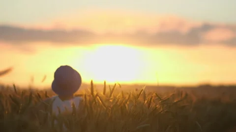 Boy running through a golden wheat field at sunset, boy out of focus Stock Footage 139377091