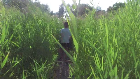 A boy running through the reeds. Stock Footage 252128211