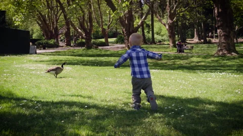 Boy running towards duck in park Stock Footage 64452947