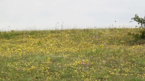 Boy runs and plays in the clearing Stock Footage 76433099