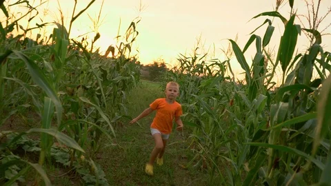 Boy runs in a field of high corn Stock Footage 100086526