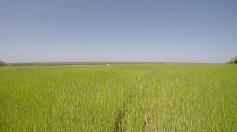 Boy runs on a meadow with a kite. Video stock 51401872