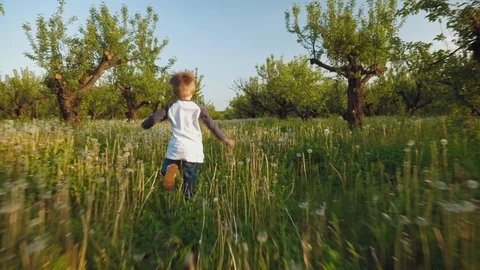 The boy runs through the dandelions for his dog Stock Footage 108550571