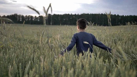 Boy runs through a wheat field in the evening Stock Footage 112758535