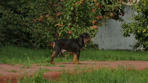 Boy scared a black small dog Stock Footage 93733844