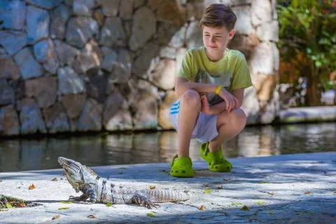 Boy seating on background with iguana Stock Photos