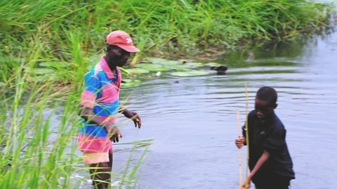 Boy setting fish traps, Ghana, lagoon, Africa 動画素材 99087289