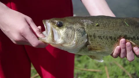Boy showing off the fish he caught. 4k60p. Stock Footage 130757785