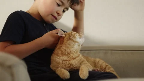 A boy sits on a couch, gently brushing his cats ear with care Video stock 275824225