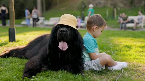 A boy sits on the grass and plays with grass near his dog Newfoundland in a Stock Footage 218883741