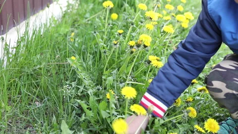 Boy sits on grass and tears dandelion. Spring concept. Stock Footage 154869924