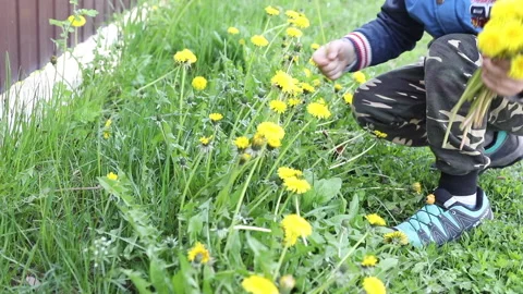 Boy sits on grass and tears dandelion Stock Footage 154870043
