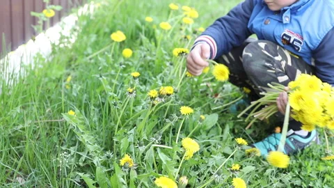 Boy sits on grass and tears dandelion Stock Footage 154870128