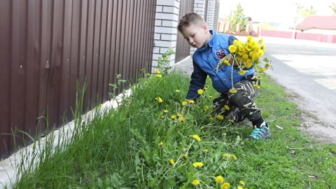 Boy sits on grass and tears dandelion Stock Footage 154870160