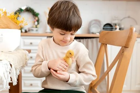 A boy sits at kitchen of rustic style and hugs little yellow duckling Stock Photos